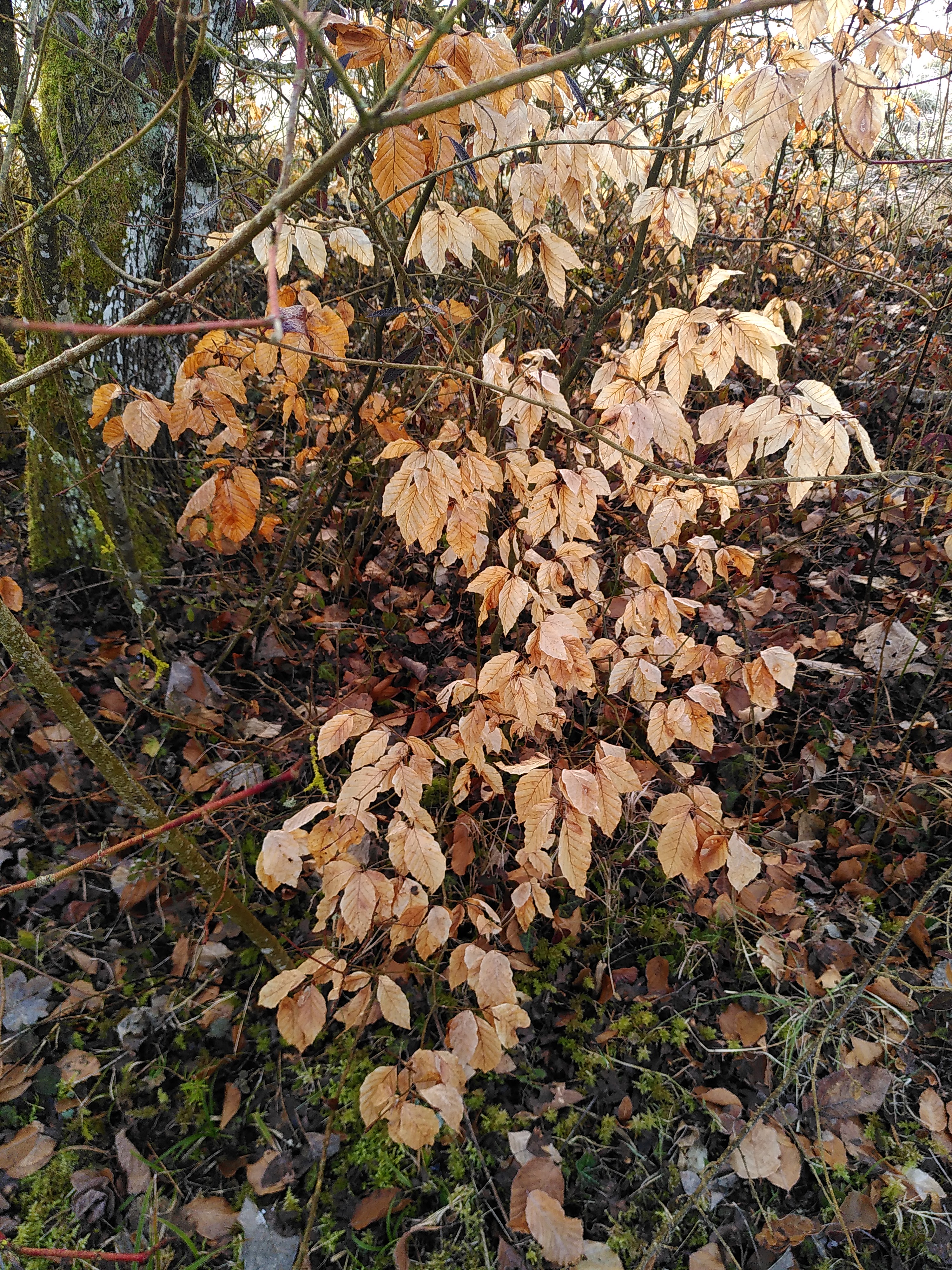 Herbstlicher Frühling